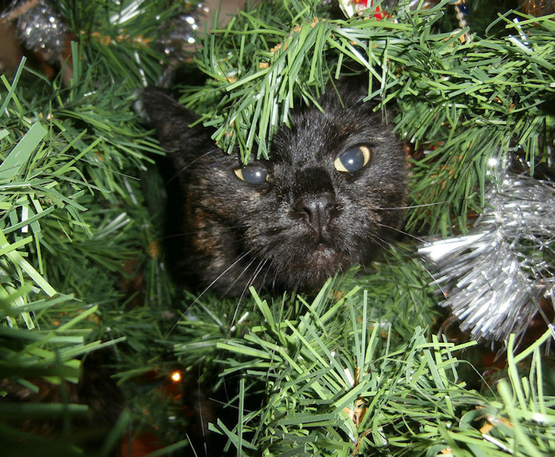 11-12-2012: Izzy in de kunstkerstboom